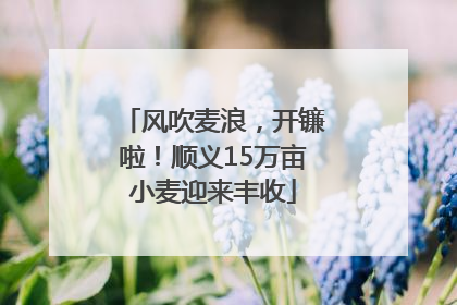 风吹麦浪，开镰啦！顺义15万亩小麦迎来丰收